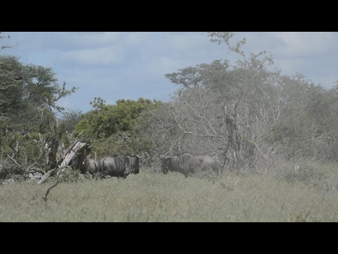 Brutal Fight Between Three Wildebeest