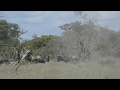Brutal Fight Between Three Wildebeest