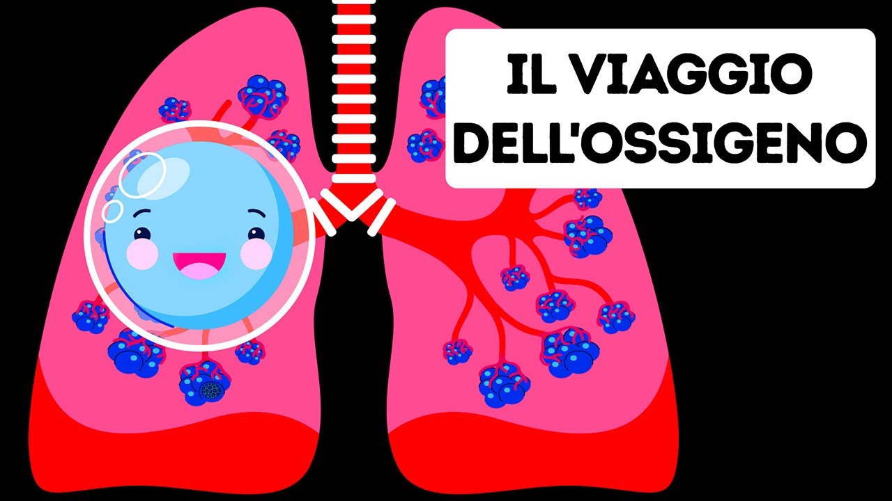 Il Viaggio Dell'Ossigeno Nel Nostro Organismo