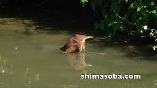 石垣島の赤い鳥(動画あり)