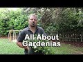 ALL ABOUT GARDENIAS - Details about different varieties and how to grow Gardenias