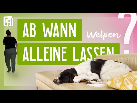 Ab wann kann man einen Welpen alleine lassen?