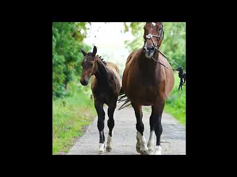 Cleo Blue NJE (CERO BLUE TN x LENARDO) - Video 4 video thumbnail