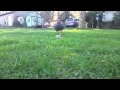 Slow Mo Chicken Run