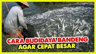 Download lagu How to cultivate milkfish so they grow quickly mp3