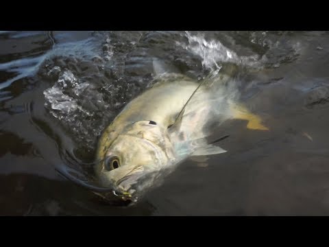 Unexpected TOPWATER Bite While Bank Fishing New Waters