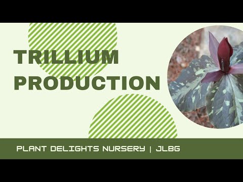 Trillium Production at Plant Delights Nursery
