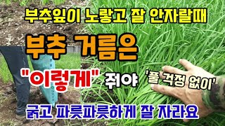 부추잎이 노랗고 잘 안자랄때 부추추비거름은 이렇게 줘야 풀걱정없이 굵고 파릇파릇한 부추 수확합니다 부추키우기…