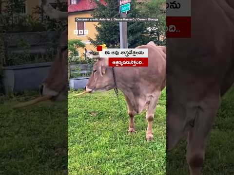 తన వీపు తానే రుద్దుకుంటున్న ఆవు.. ఆశ్చర్యపోతున్న శాస్త్రవేత్తలు