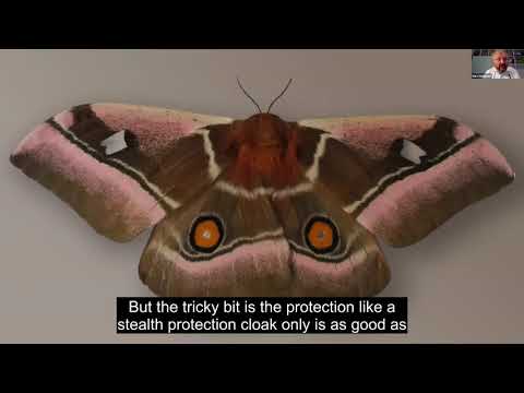 Acoustic Metamaterial gives Moths Stealth Camouflage