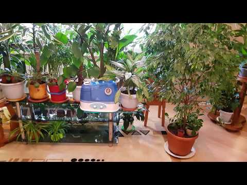 Домашние растения. Как мы пережили зиму... Обзор растений в марте..