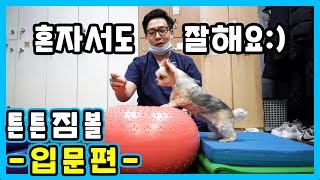 수의사가 알려주는 튼튼짐볼 입문편 ! / 강아지 운동 제대로 알고하기 !