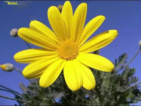 Thalikayil Evergreen Novyj Trend Smotret Onlajn Na Sajte Trendovi Ru trendovy ru