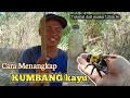 Cara Menangkap Kumbang Kayu