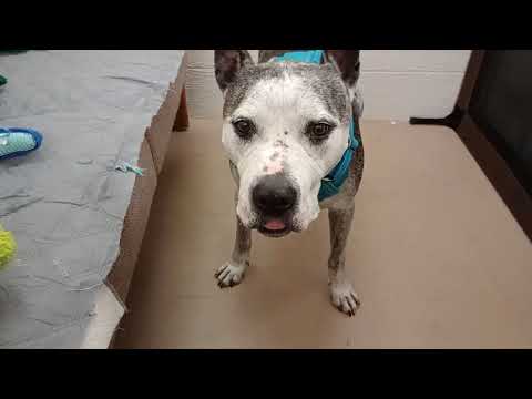 Rocky's not adoptable@TRN He's a lovely snack catcher We had some fun He's our TRN mascot🩷2026011179