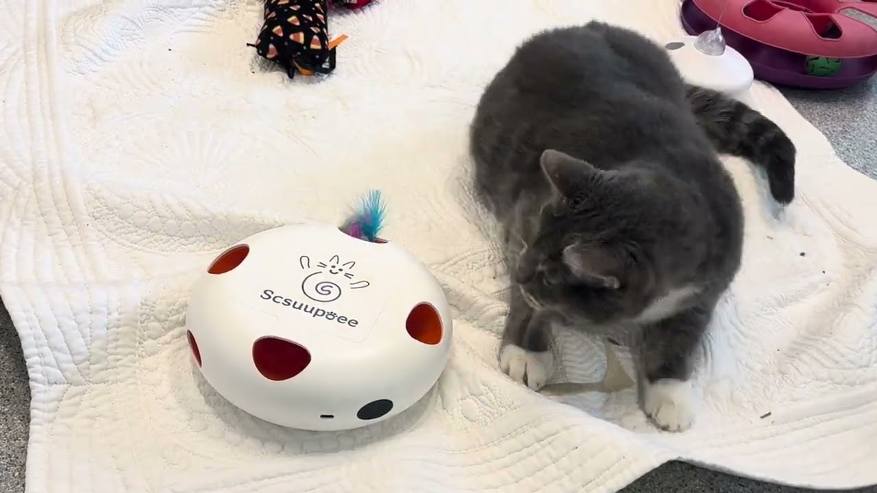 Leah, a Adoptable Domestic Short Hair in Wheeling, IL video 6/6