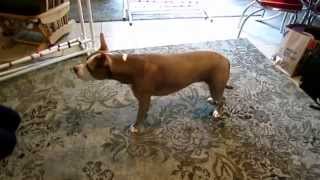 Veronica Lynn Pit Bull Learns to Wipe her Paws w/ Bloopers!