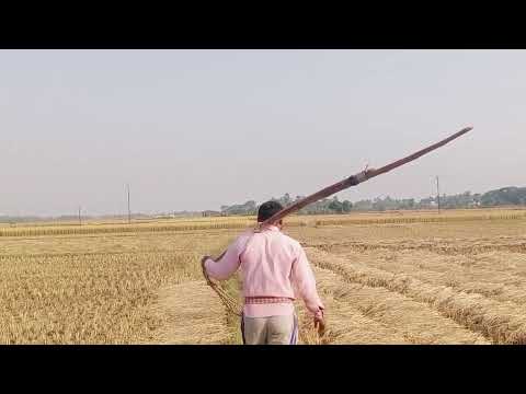 asantu dhana buha dekhiba