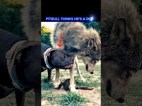 Alpha Wolf vs Pitbull: He’s Not a Dog