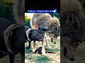 Alpha Wolf vs Pitbull: He’s Not a Dog