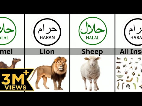 Halal and Haram Animal Meat in Islam