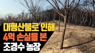 의성 대형산불로 인해 4억 손실을 본 조경수 농장 …