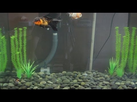 New Goldfish Tank
