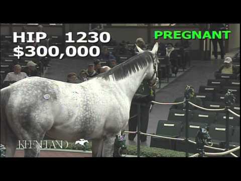 2014 November Breeding Stock Sale: Hip 1230 - Sheikh's Serenade