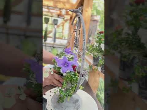 ラプンツェル桔梗 植物