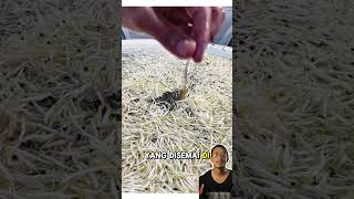 Download lagu Proses Pembuatan Tauge Bangkok Thailand yang Memiliki Ukuran Jumbo Jumbo #viral #shorts #tauge mp3 Download lagu Proses Pembuatan Tauge Bangkok Thailand yang Memiliki Ukuran Jumbo Jumbo #viral #shorts #tauge mp3