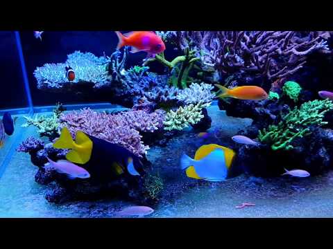 1125 l reef aquarium
