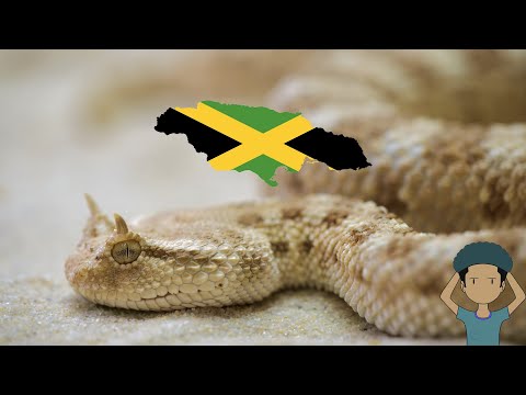 3rd YouTube video about are there snakes in jamaica