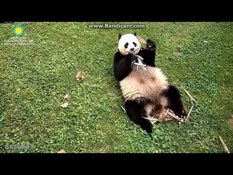 2017.05.18 MOM MEI EATING ON BAMBOO SHOOTS