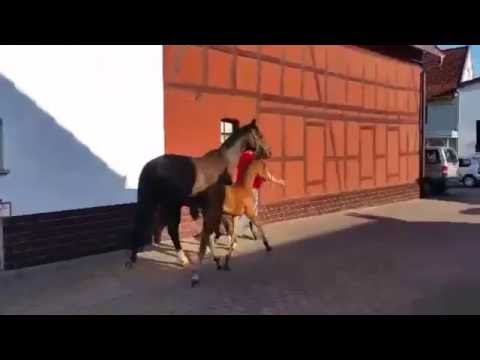 Quantana Dance 6 Wochen Pflaster