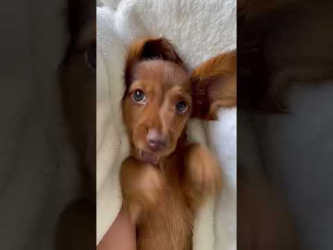 Wie kann man nur so süß sein? 🥺 #deinetierwelt #welpe #hund #hundebabys #hunderasse #dackel #funny