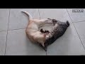 Kucing Saling Gigit Kucing Saling Sayang