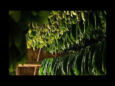 Big Tobacco's $2B Buyback War: BTI vs MO vs PMI - The Ultimate Smoke-Free Transformation Analysis