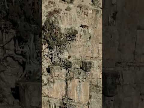 Wolves hunting for mountain goats by @grizzlyman2023