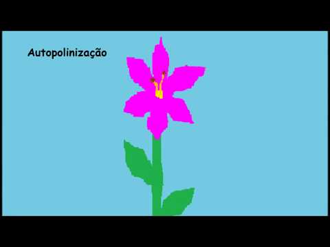 Tipos de polinização - Mariana Mercedes n.º 22 8.º A