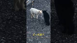 nyanco 白黒つけない威嚇