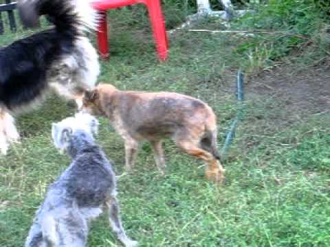 Berenika - Fundacja Canis