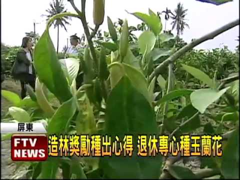 玉蘭花種植