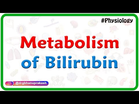 Metabolism of Bilirubin - Dr Mahesh