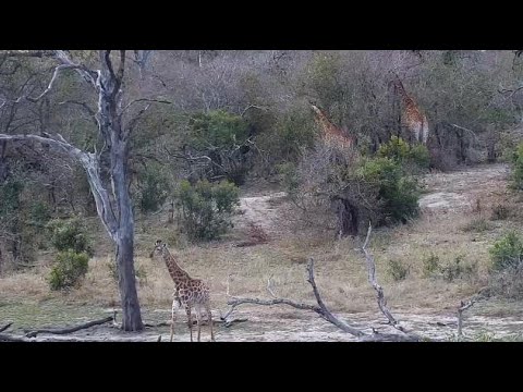 Djuma: Three Giraffes - 14:06 - 09/06/20
