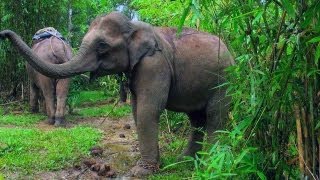 A day in an Elephant Shelter, Mayabunder