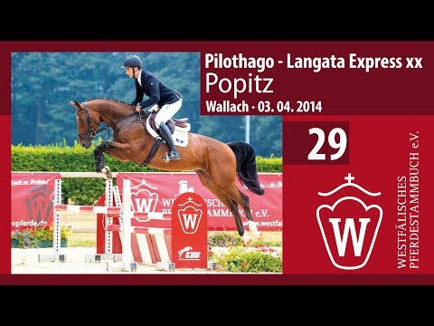 29 Popitz  Wallach v. Pilothago - Langata Express