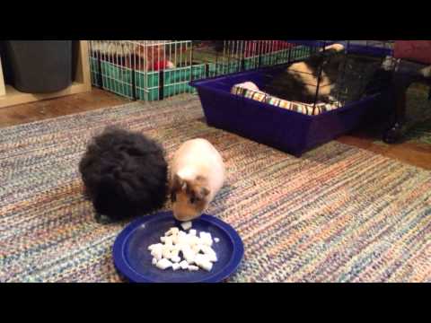 YouTube video about: Can guinea pigs eat turnip?