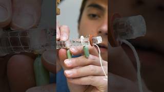 Monarch butterfly chrysalis makes Jimmy nervous