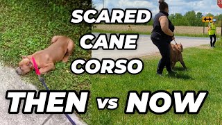 Cane Corso Puppy Scared Of Everything, CAN IT GET BETTER?!?