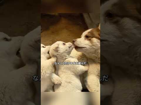 オス犬が“子犬を産んだ！？ 毎日献身的に世話をするが、その真相は意外すぎる！#shorts